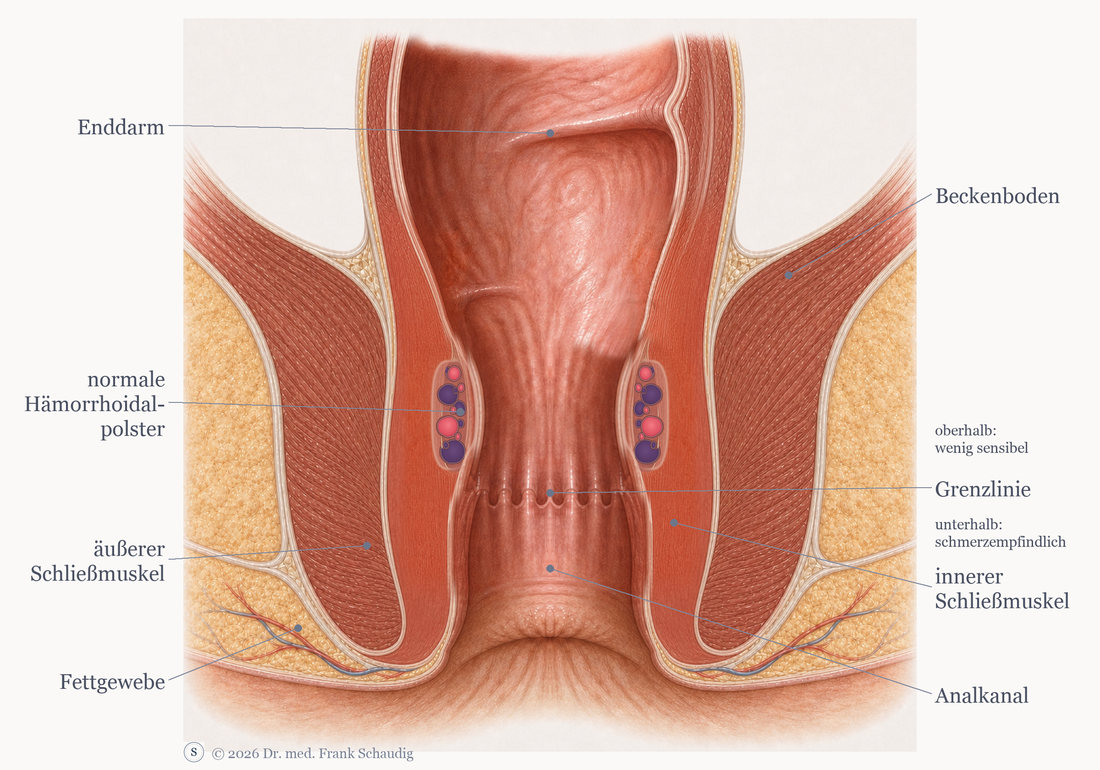 Beschriftete Zeichnung: Aufbau von Enddarm, Analkanal, Schließmuskeln, Beckenboden und Grenzlinie